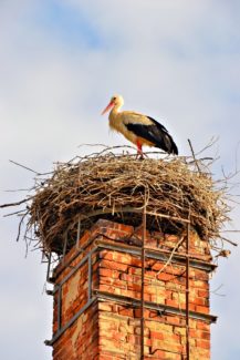 large white and black bird in nest on top of chimney