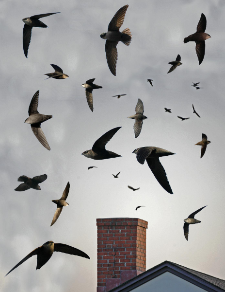 chimney swifts flying over chimney