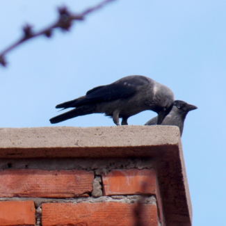 8 Signs You Need a Chimney Inspection - Nashville TN - Ashbusters birds