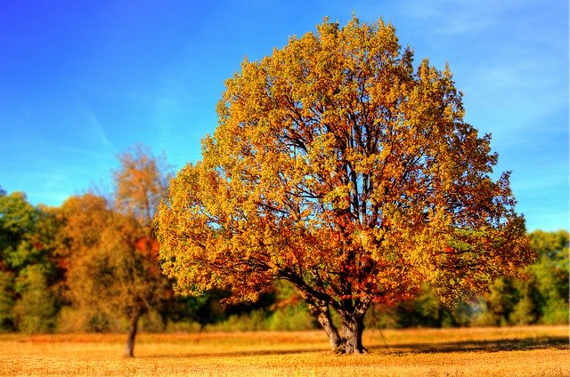 Fall trees