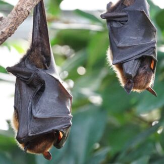 two bats hanging upside down on a branch